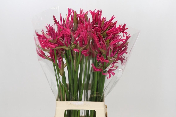 <h4>Nerine Minerva</h4>