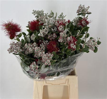 <h4>Metrosideros Exc Bs</h4>