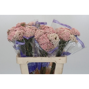 Ozothamnus Cooks Pink
