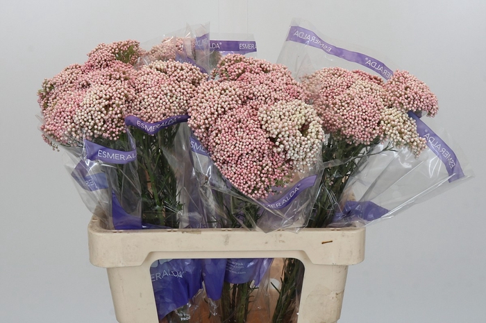 Ozothamnus Cooks Pink