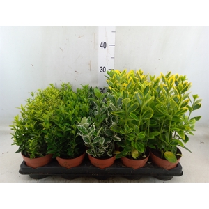 Euonymus japon.   ...mix