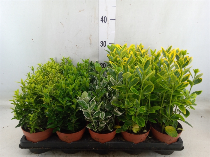 <h4>Euonymus japon.   ...mix</h4>
