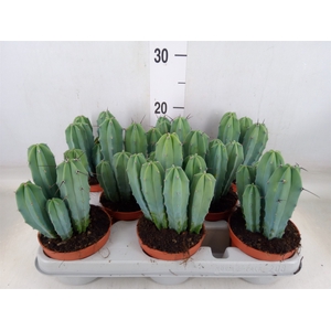 Cereus   ...