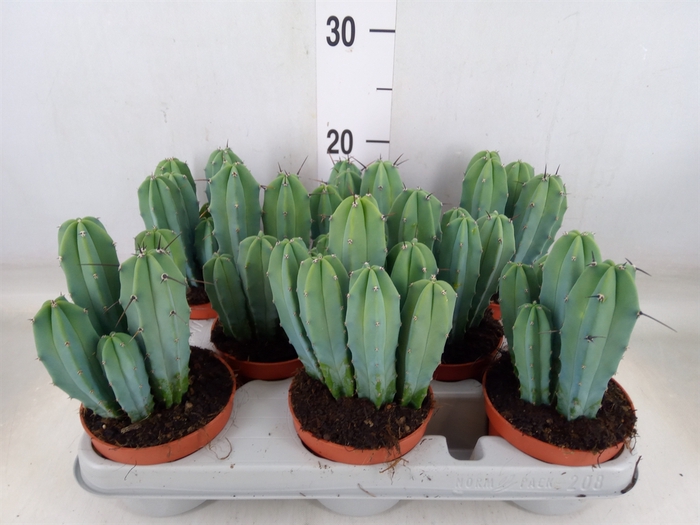 <h4>Cereus   ...</h4>