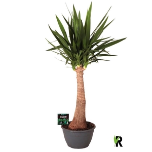 Yucca Elephantipes