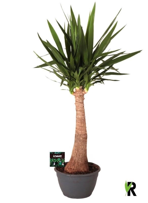 <h4>Yucca Elephantipes</h4>