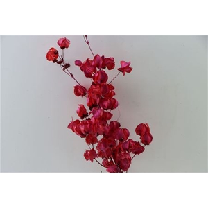 Dried Artz Bougainvillea Monet Bunch Slv