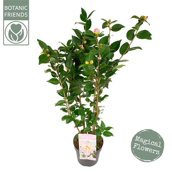 <h4>Camellia jap. 'High Fragrance' Premium</h4>