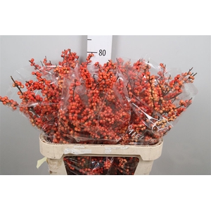 Ilex Ve Oudijks Orange