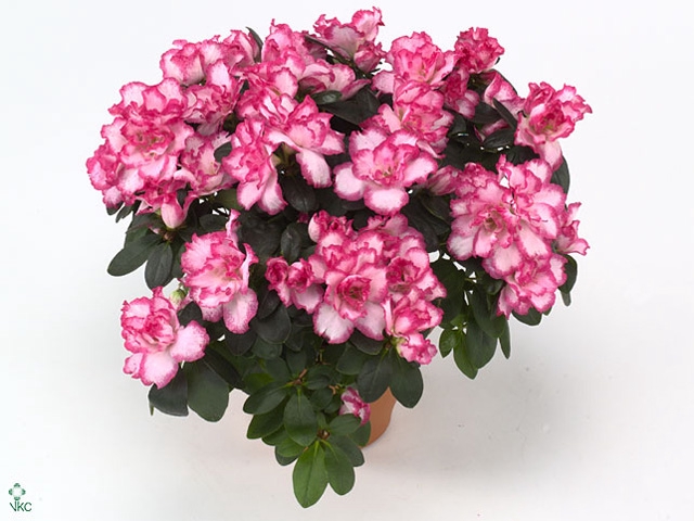 RHODO SI HULSTEN