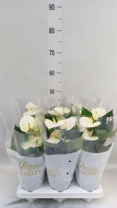 <h4>Anthurium andr. 'Cocos'</h4>