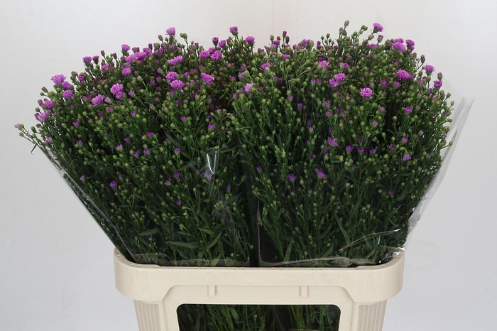 <h4>AST CASAROSA</h4>