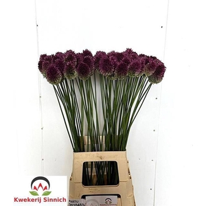 ALLIUM SPHAEROCEPHAL