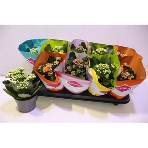 arr8 Kalanchoe Double Deluxe Mix