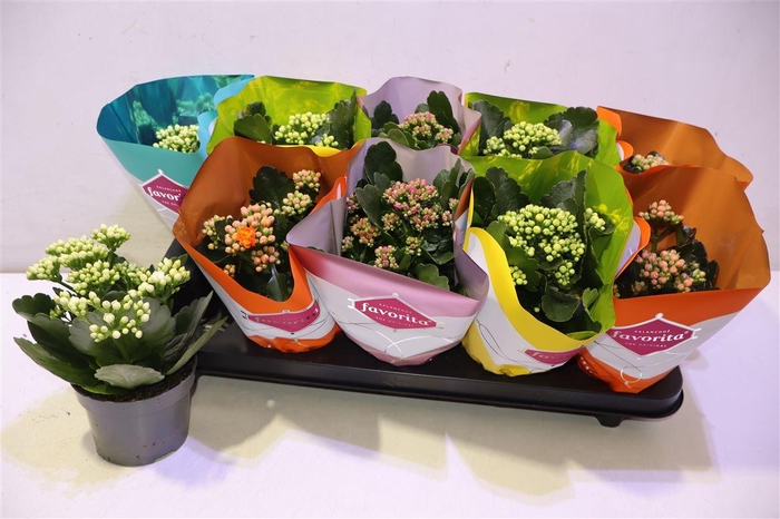 <h4>arr8 Kalanchoe Double Deluxe Mix</h4>