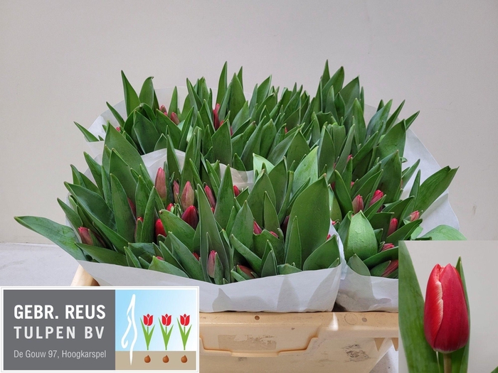 <h4>TU EN KUNG-FU</h4>