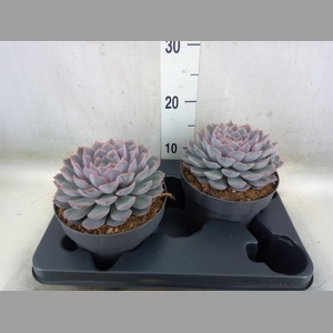 Echeveria  'Orion'
