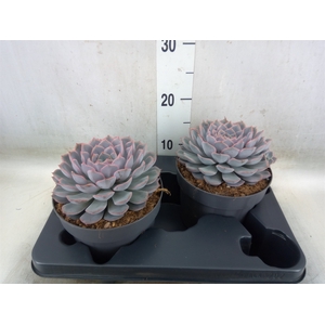 Echeveria  'Orion'