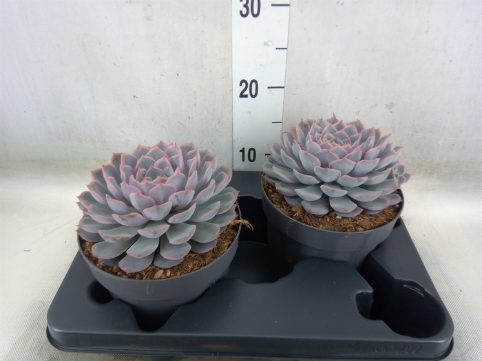 <h4>Echeveria  'Orion'</h4>