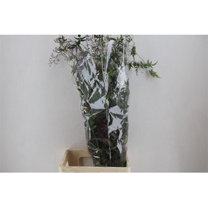 Jasmijn Ranken P Bunch