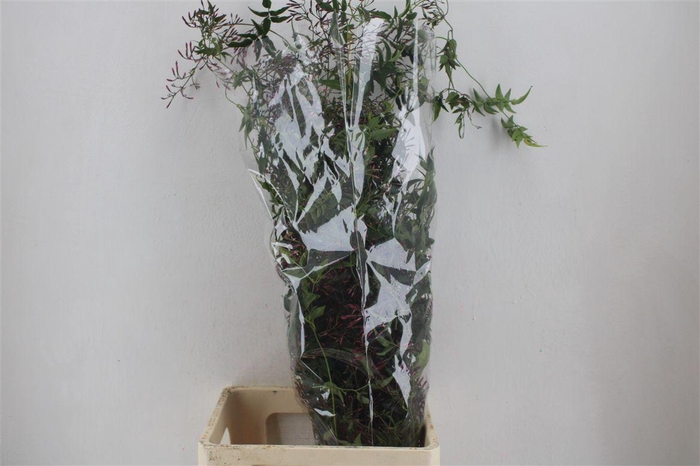 <h4>Jasmijn Ranken P Bunch</h4>