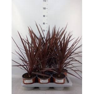Cordyline austr. 'Red Star'