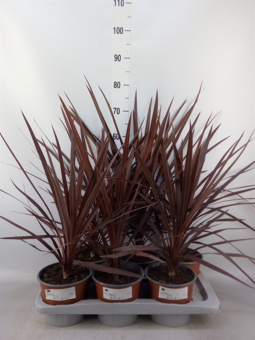 <h4>Cordyline austr. 'Red Star'</h4>