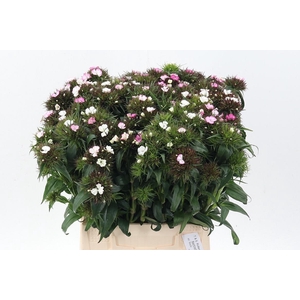 Di Barb B Roze Bicol