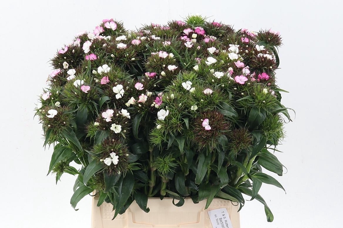 <h4>Di Barb B Roze Bicol</h4>