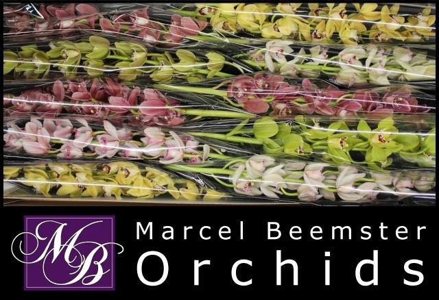 <h4>CYMB MI GEM</h4>