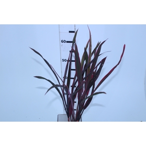 FOLHAGEM DRACENA PENACHO DE INDIO 060 CM
