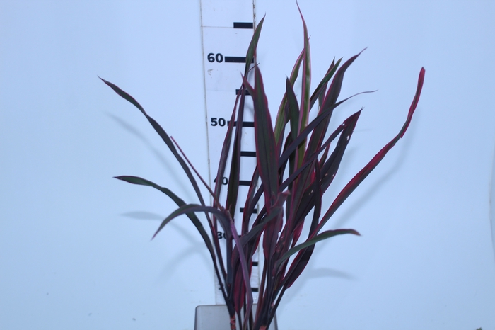 FOLHAGEM DRACENA PENACHO DE INDIO 060 CM