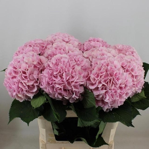 HYDRANGEA  'VERENA'