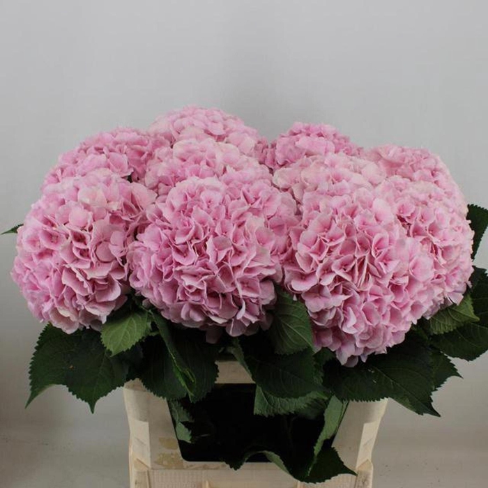 <h4>HYDRANGEA  'VERENA'</h4>