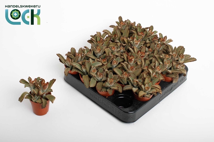 <h4>Kalanchoë Tomentosa brown</h4>