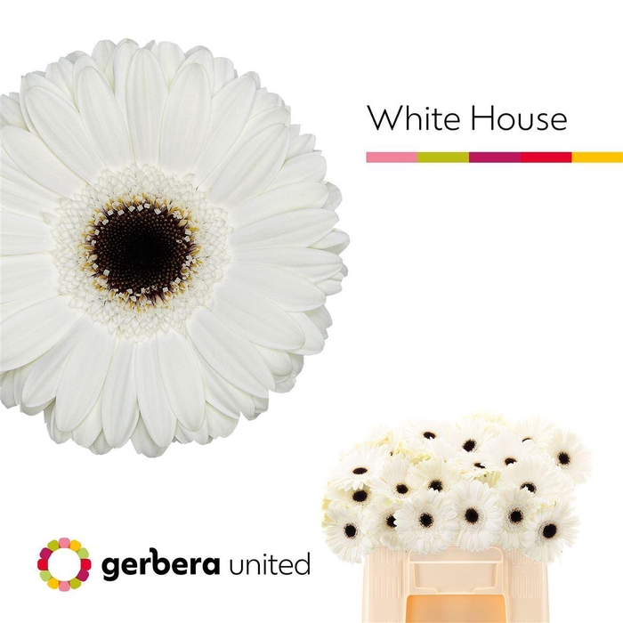 Ge Gr White House