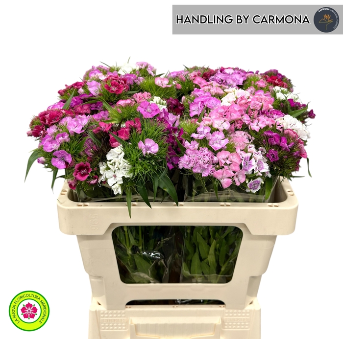 <h4>DI BARB GEM</h4>