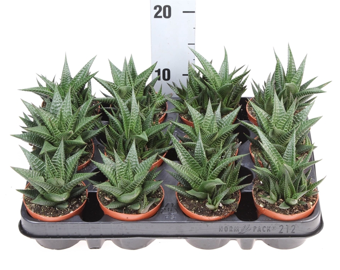 <h4>Haworthia limifolia</h4>