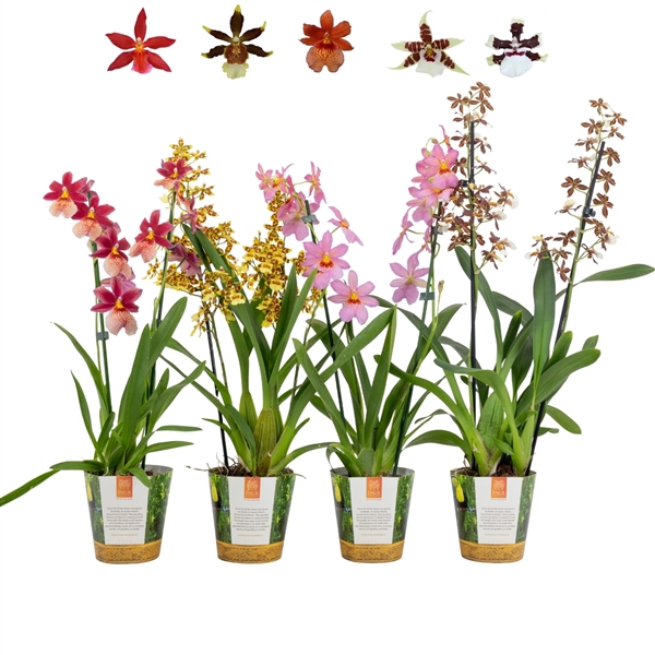 <h4>Inca Cambria mix 2 spike in Jungle cover</h4>
