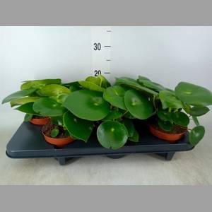 Peperomia polybotrya 'Raindrop'