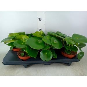 Peperomia polybotrya 'Raindrop'