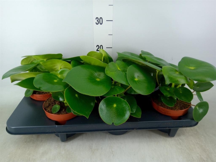 <h4>Peperomia polybotrya 'Raindrop'</h4>