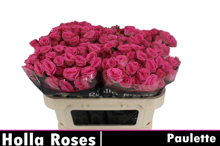 <h4>R TR PAULETTE!</h4>