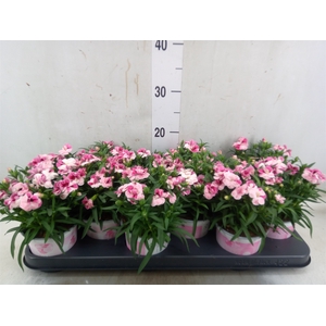 Dianthus  'Sprint Pink and Proud'