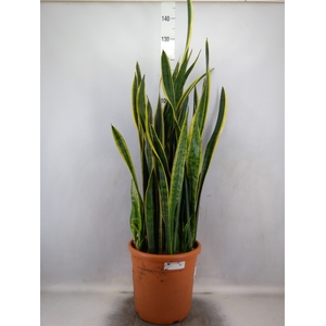 Sansevieria trifa. 'Laurentii'