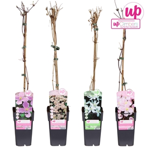 Clematis Montana mix etage