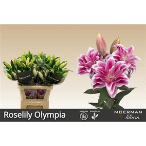 Li Or Du Rl Olympia