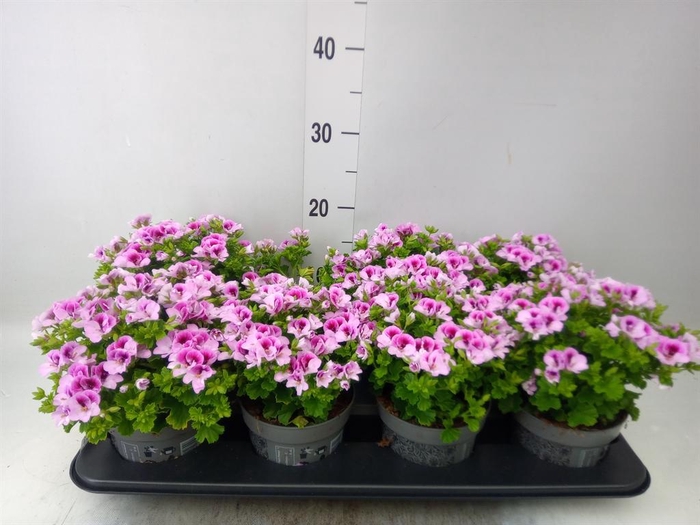 <h4>Pelargonium gran.   ..</h4>