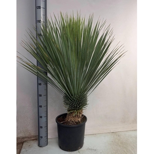 YUC ROSTRATA