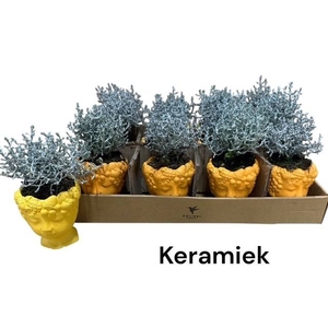 ARR TUINPLANTEN